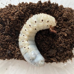 ヘラクレスオオカブト　3令幼虫の画像