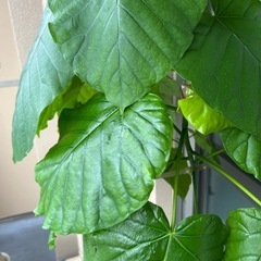 ウンベラータの画像