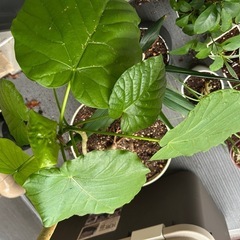 ウンベラータの画像