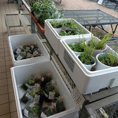 🌻🌈湿生・水生植物、水草チャリティー販売（🍀福祉活動に役立…