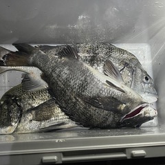 釣りロッド、釣り竿5点（平均3000円1点）リール２点（SHIMANO、その他、おまけ）の画像