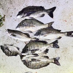 釣りロッド、釣り竿5点（平均3000円1点）リール２点（SHIMANO、その他、おまけ）の画像