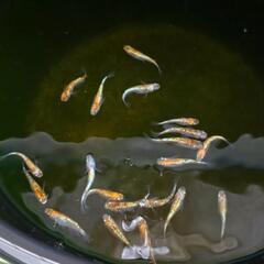 みかん三色画像の個体全ての画像