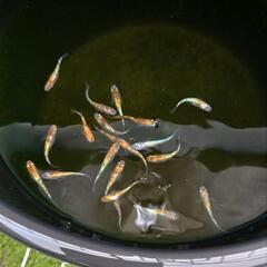 みかん三色画像の個体全ての画像