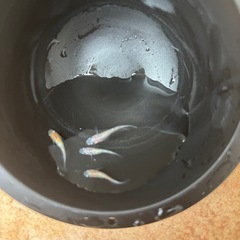 三色ラメメダカの画像