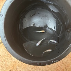 三色ラメメダカの画像