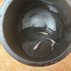 三色ラメメダカの画像
