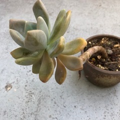 多肉植物・月花美人(抜き苗)の画像