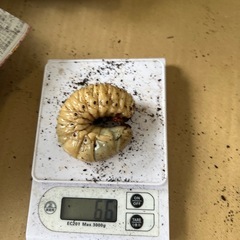 カブトムシヘラクレス幼虫オスメスセットの画像