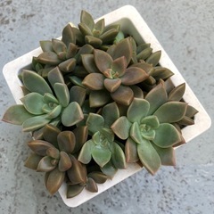 多肉植物の寄せ植えの画像