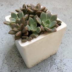 多肉植物の寄せ植えの画像