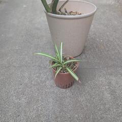取引中観葉植物 モンステラ、オリヅルランの画像