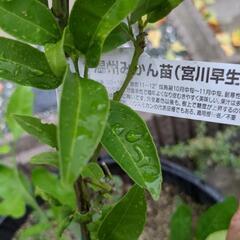 温州みかんの苗(お取引先決定しました)の画像