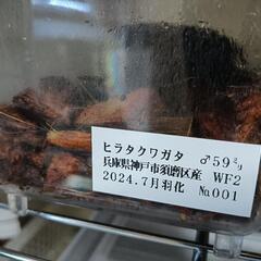 ヒラタクワガタ  ♂59mm ①の画像