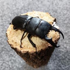 ヒラタクワガタ  ♂59mm ①の画像