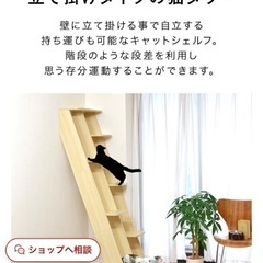 キャットシェルフあげます！の画像