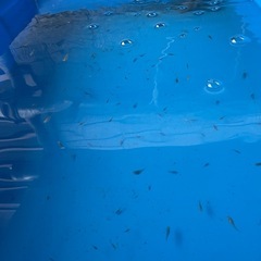 メダカ　子供の画像