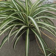 観葉植物 オリヅルランセットの画像