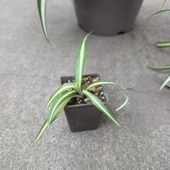 観葉植物 オリヅルランセットの画像