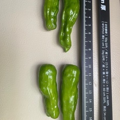 自然栽培　大きなししとうの画像