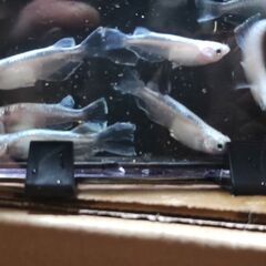 ﾎﾜｲﾄﾘｱﾙﾛﾝｸﾞﾌｨﾝ①🐟の画像