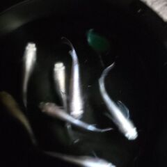 ﾎﾜｲﾄﾘｱﾙﾛﾝｸﾞﾌｨﾝ①🐟の画像