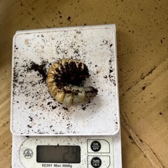 カブトムシ、コーカサスオオカブト幼虫の画像