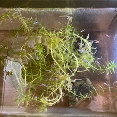 メダカの稚魚5匹から販売の画像