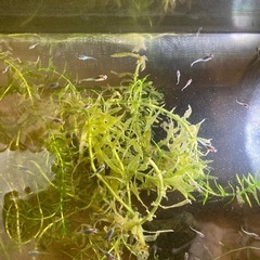 メダカの稚魚5匹から販売の画像