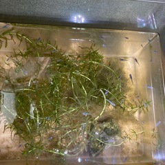 メダカの稚魚5匹から販売の画像