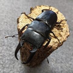 ヒラタクワガタ  ♂59mm ②の画像