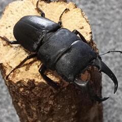 ヒラタクワガタ  ♂59mm ②の画像