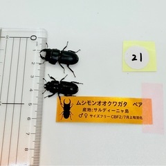 ムシモンオオクワガタ ペアの画像