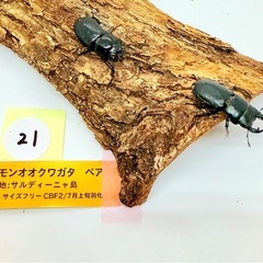 ムシモンオオクワガタ ペアの画像