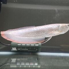 シルバーアロワナ,ポリプテルスセネガルス差し上げますの画像