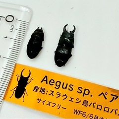⑳訳あり品　Aegus sp. ペアの画像