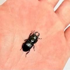 ⑳訳あり品　Aegus sp. ペアの画像