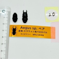 ⑳訳あり品　Aegus sp. ペアの画像