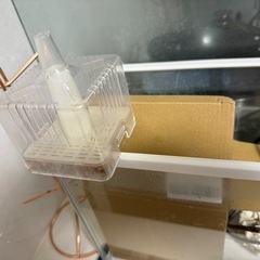 値下げした水槽(餌おまけ) の画像
