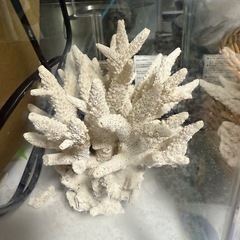 値下げした水槽(餌おまけ) の画像