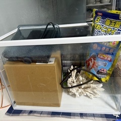 値下げした水槽(餌おまけ) の画像
