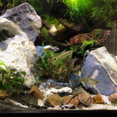 水槽　アクアリウム　石の画像