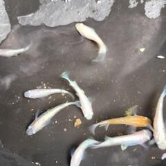 メダカ◯アマテラス◯めだかの画像
