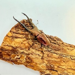 ㉔メタリフェルホソアカクワガタ　ペアの画像