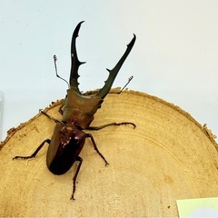㉔メタリフェルホソアカクワガタ　ペアの画像