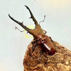 ㉔メタリフェルホソアカクワガタ　ペアの画像