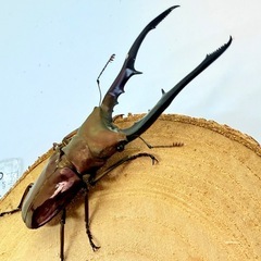 ㉔メタリフェルホソアカクワガタ　ペアの画像