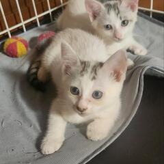 里親募集🐱🐱