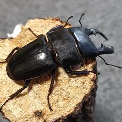 ヒラタクワガタ  ♂57mmの画像