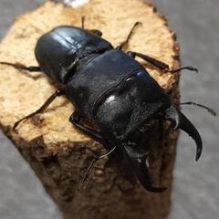 ヒラタクワガタ  ♂57mmの画像